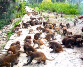 Nha Trang Monkey Island Tour 1 Day